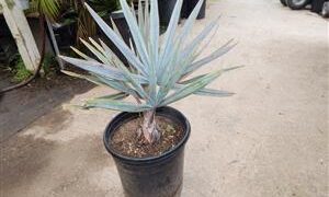 BISMARCKIA NOBILIS BLUE SINGLE TRUNK FAN PALM FROM MADAGASCAR