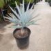 BISMARCKIA NOBILIS BLUE SINGLE TRUNK FAN PALM FROM MADAGASCAR