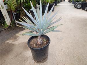 BISMARCKIA NOBILIS BLUE SINGLE TRUNK FAN PALM FROM MADAGASCAR