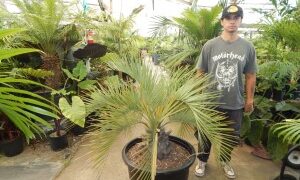 BLUE BUTIA CAPITATA THE BLUE PINDO PALM MEDIUM SIZED PINNATE PALM WITH BLUE OR BLUE-GREEN LEAVES