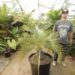 BLUE BUTIA CAPITATA THE BLUE PINDO PALM MEDIUM SIZED PINNATE PALM WITH BLUE OR BLUE-GREEN LEAVES