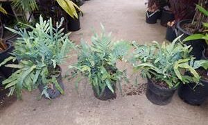 PHLEBODIUM AUREUM THE BLUE STAR FERN