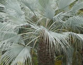 BRAHEA ARMATA THE MEXICAN BLUE FAN PALM BLUE HESPER PALM