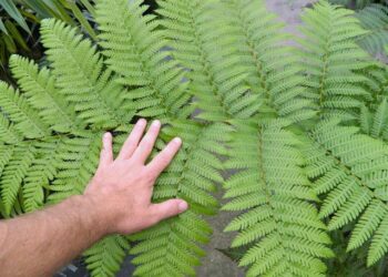 AUSTRALIAN TREE FERN CYATHEA COOPERI