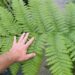 AUSTRALIAN TREE FERN CYATHEA COOPERI