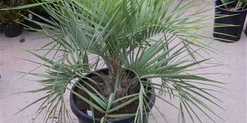 BUTIA PARAGUAYENSIS BLUE-GREEN BUTIA FROM SOUTH AMERICA