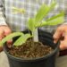 CARYOTA URENS THE GIANT MOUNTAIN FISH TAIL FAST GROWING – SUPER TALL