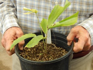CARYOTA URENS THE GIANT MOUNTAIN FISH TAIL FAST GROWING – SUPER TALL