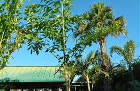CARYOTA URENS THE GIANT MOUNTAIN FISHTAIL