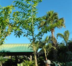 CARYOTA URENS THE GIANT MOUNTAIN FISHTAIL