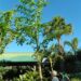 CARYOTA URENS THE GIANT MOUNTAIN FISHTAIL