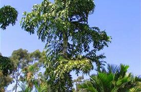 CARYOTA URENS THE GIANT MOUNTAIN FISHTAIL