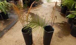 CERATOZAMIA KUESTERIANA SMALL TO MEDIUM SIZED CYCAD