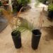 CERATOZAMIA KUESTERIANA SMALL TO MEDIUM SIZED CYCAD
