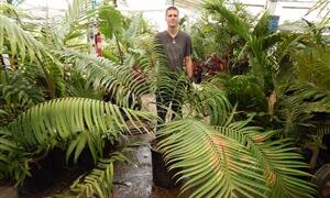 CERATOZAMIA MEXICANA GREEN CYCAD FROM MEXICO