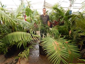 CERATOZAMIA MEXICANA GREEN CYCAD FROM MEXICO