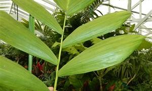 CHAMAEDOREA ARENBERGIANA SINGLE TRUNK UNDERSTORY PALM WITH WIDE LEAFLETS