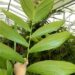 CHAMAEDOREA ARENBERGIANA SINGLE TRUNK UNDERSTORY PALM WITH WIDE LEAFLETS