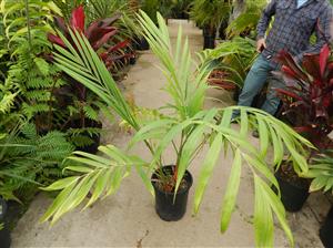 CHAMAEDOREA BENZIEI RARE SINGLE TRUNK CHAMAEDOREA LIKE C. RADICALIS ON STEROIDS!