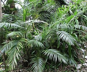 CHAMAEDOREA HOOPERIANA BAMBOO PALM THAT IS TALL AND FULL