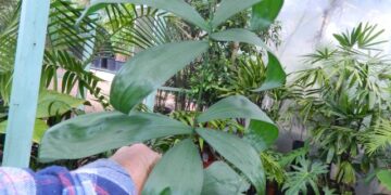 POLYANDROCOCOS CAUDESCENS AKA ALLAGOPTERA CAUDESCENS