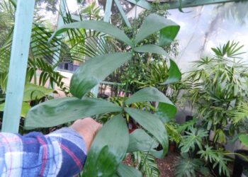 CHAMAEDOREA KLOTZSCHIANA RARE UNDERSTORY PALM – GROUPED LEAFLETS