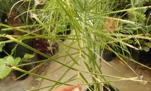 CHAMAEDOREA PLUMOSA THE BABY QUEEN PALM