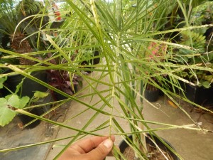 CHAMAEDOREA PLUMOSA THE BABY QUEEN PALM