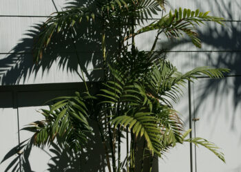 CHAMAEDOREA COSTARICANA ONE OF THE BEST BAMBOO PALMS