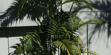 CHAMAEDOREA COSTARICANA ONE OF THE BEST BAMBOO PALMS