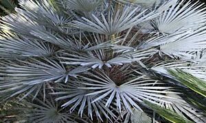 CHAMAEROPS CERIFERA NATIVE TO MOROCCOTHE SEMI-DWARF “BLUE MED FAN”