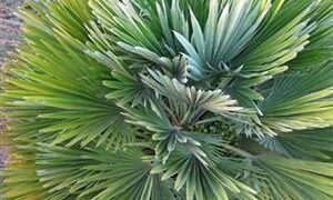 CHAMAEROPS HUMILIS VULCANO SUPER RARE & HARD TO FIND DWARF & COLD HARDY FAN PALM