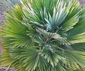 CHAMAEROPS HUMILIS VULCANO SUPER RARE & HARD TO FIND DWARF & COLD HARDY FAN PALM