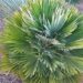 CHAMAEROPS HUMILIS VULCANO SUPER RARE & HARD TO FIND DWARF & COLD HARDY FAN PALM