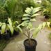 CHAMBEYRONIA HOOKERI THE BLONDE FLAME THROWER PALM