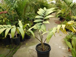 CHAMBEYRONIA HOOKERI THE BLONDE FLAME THROWER PALM