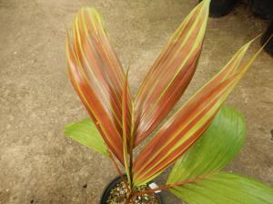 CHAMBEYRONIA HOOKERI THE BLONDE FLAME THROWER PALM