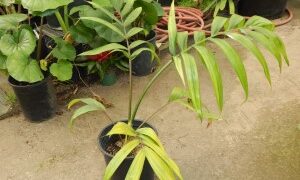 CHAMBEYRONIA HOOKERI THE BLONDE FLAME THROWER PALM