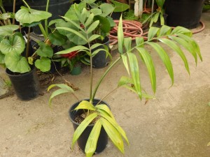 CHAMBEYRONIA HOOKERI THE BLONDE FLAME THROWER PALM