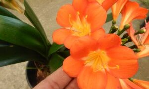 CLIVIA MINIATA