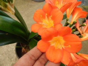 CLIVIA MINIATA