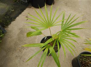 COCCOTHRINAX BARBADENSIS MEDIUM SIZED, NARROW TRUNK