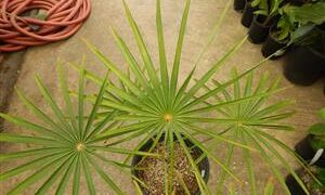 COCCOTHRINAX BARBADENSIS MEDIUM SIZED, NARROW TRUNK