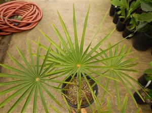 COCCOTHRINAX BARBADENSIS MEDIUM SIZED, NARROW TRUNK
