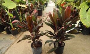 HAWAIIAN TI PLANTS CORDYLINE FRUITICOSA GREAT COLOR FOR THE GARDEN