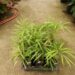 CYCAS DEBAOENSIS SUPER RARE, MULTIPINNATE, SMALL CAUDEX, LONG LEAVES