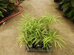 CYCAS DEBAOENSIS SUPER RARE, MULTIPINNATE, SMALL CAUDEX, LONG LEAVES