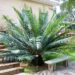 CYCAS GUIZHOUENSIS RARE SMALL TO MEDIUM SIZED CHINESE CYCAD