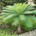 CYCAS PETRAEA SUPER RARE GREEN CYCAD FROM THAILAND 