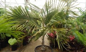 CYPHOPHOENIX ELEGANS THE ELEGANT PALM SINGLE TRUNK MEDIUM SIZED PALM FROM NEW CALEDONIA